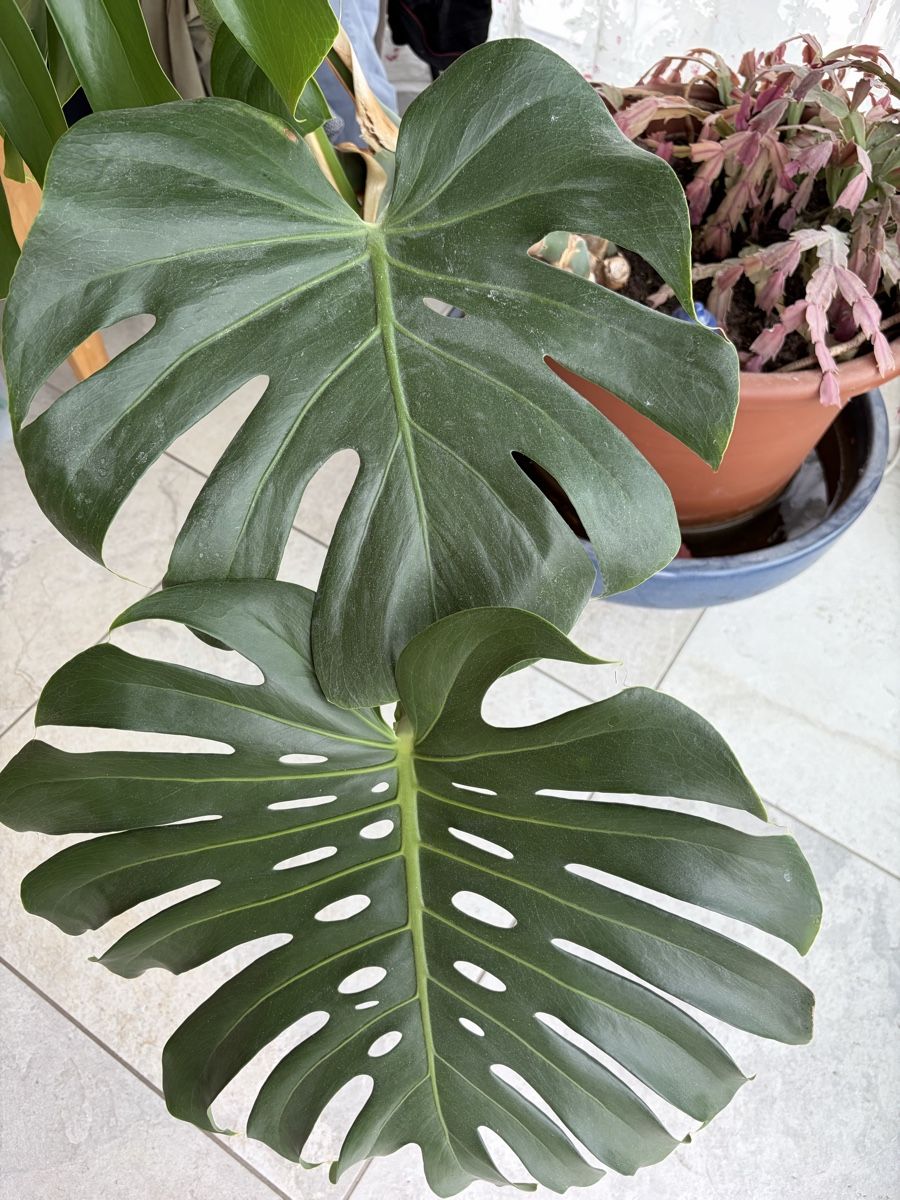 Pflanzen & Samen: Philodendron Monstera Schoss mit grossen Blättern – Gebraucht aus Horgen von werner1111 4