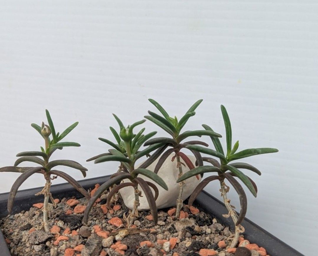 Plantes & graines: Delosperma napiforme – D'occasion à Comano par che_8lc2 2