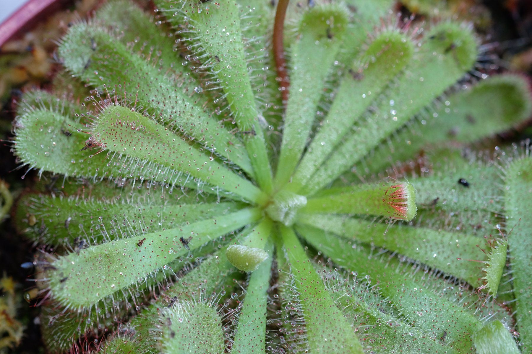 Piante & sementi: Drosera aliciae Samen – Nuovo (secondo la descrizione) da Gerolfingen venduto da Azora