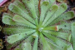Sonnentau / Drosera aliciae Samen