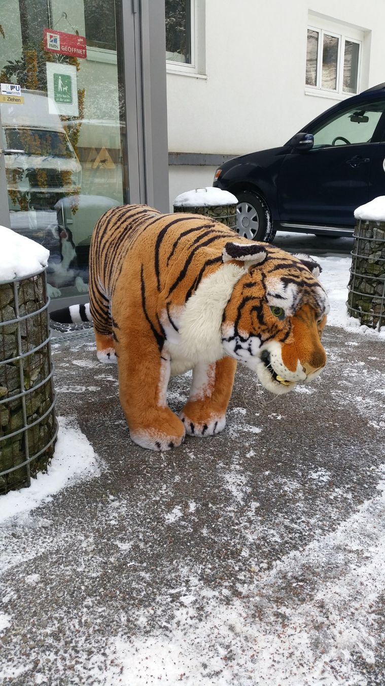 Spielzeuge: Steiff Studio-Tiger – Gebraucht aus Zwingen von moje1 2