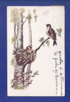 OISEAU - Nid