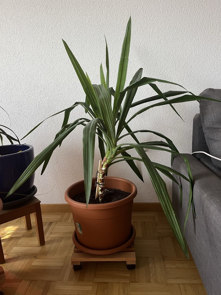 Pflanzen & Samen: Yucca Palme – Gebraucht aus Nidau von Kiwi087