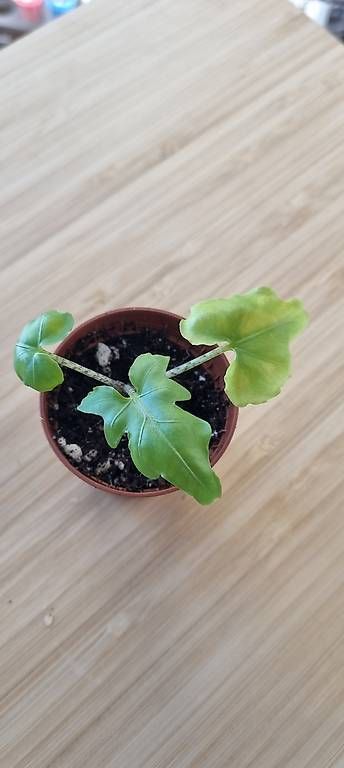 Piante & sementi: Alocasia Brancifolia – Nuovo e nell'imballaggio originale da Wallenwil venduto da LadyLeaf_Ellis1 1