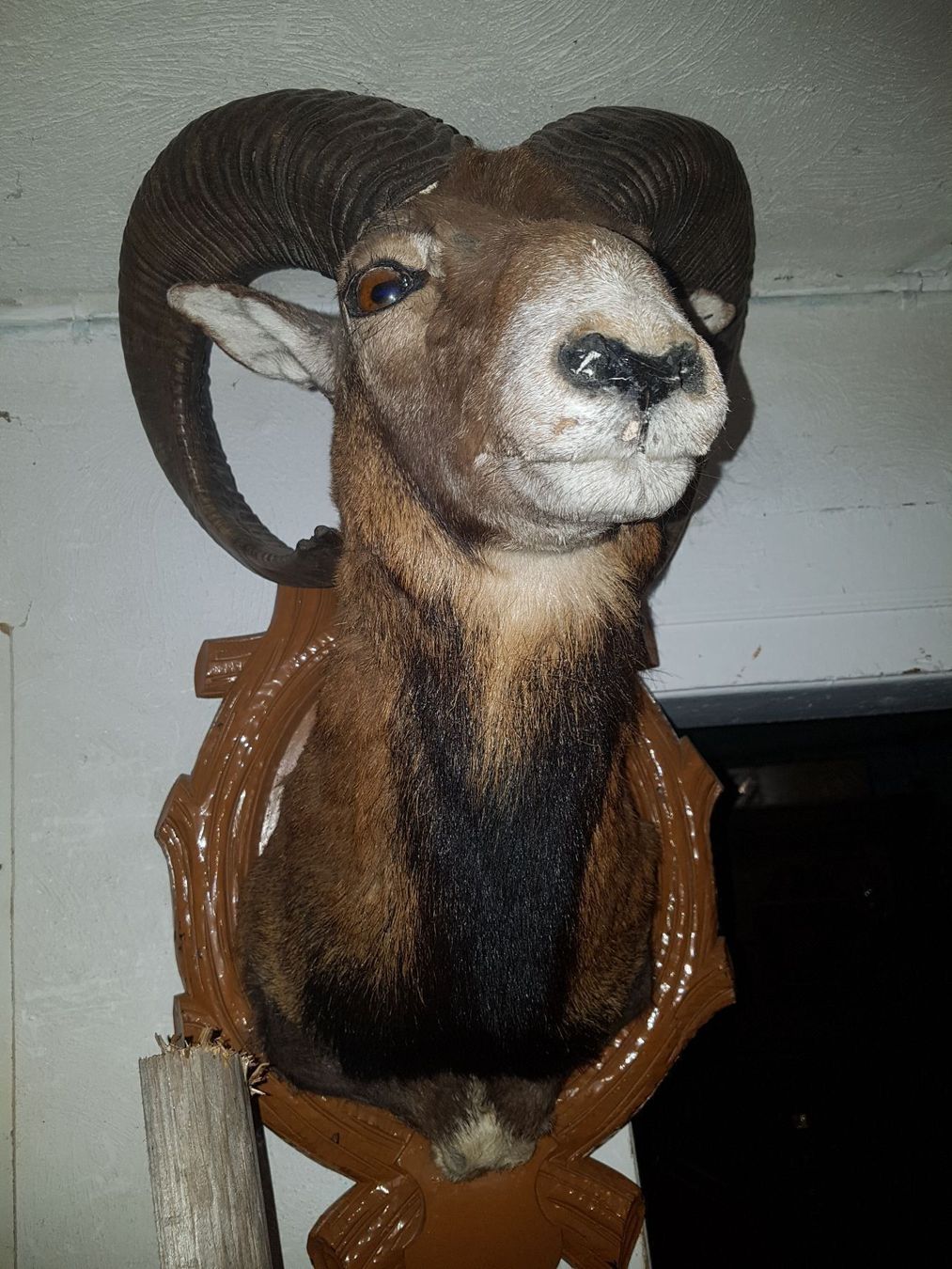 Welt der Tiere: Mufflon – Gebraucht aus Sils im Domleschg von platin01 2