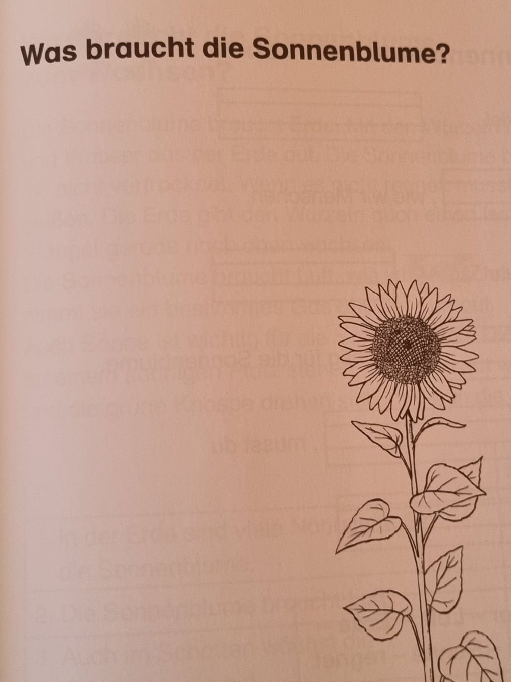 Riviste & Magazine: Themenheft Sonnenblume, 1./2. Klasse – Usato da Weite venduto da Nur63 5