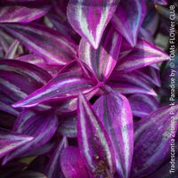 Tradescantia Zebrina Pink Paradise - was für 1Schönheit