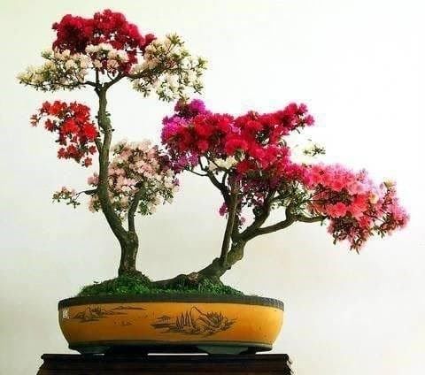 Piante & sementi: Azalée japonaise 'Bengal fire'  SUPERBE 2 PLANTS – Usato da Bremblens venduto da FIBONACCI369 1