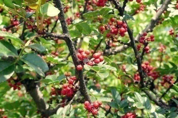 Piante & sementi: Zanthoxylum SIMULANS / Poivre du Sichuan PLANT – Nuovo e nell'imballaggio originale da Bremblens venduto da FIBONACCI369