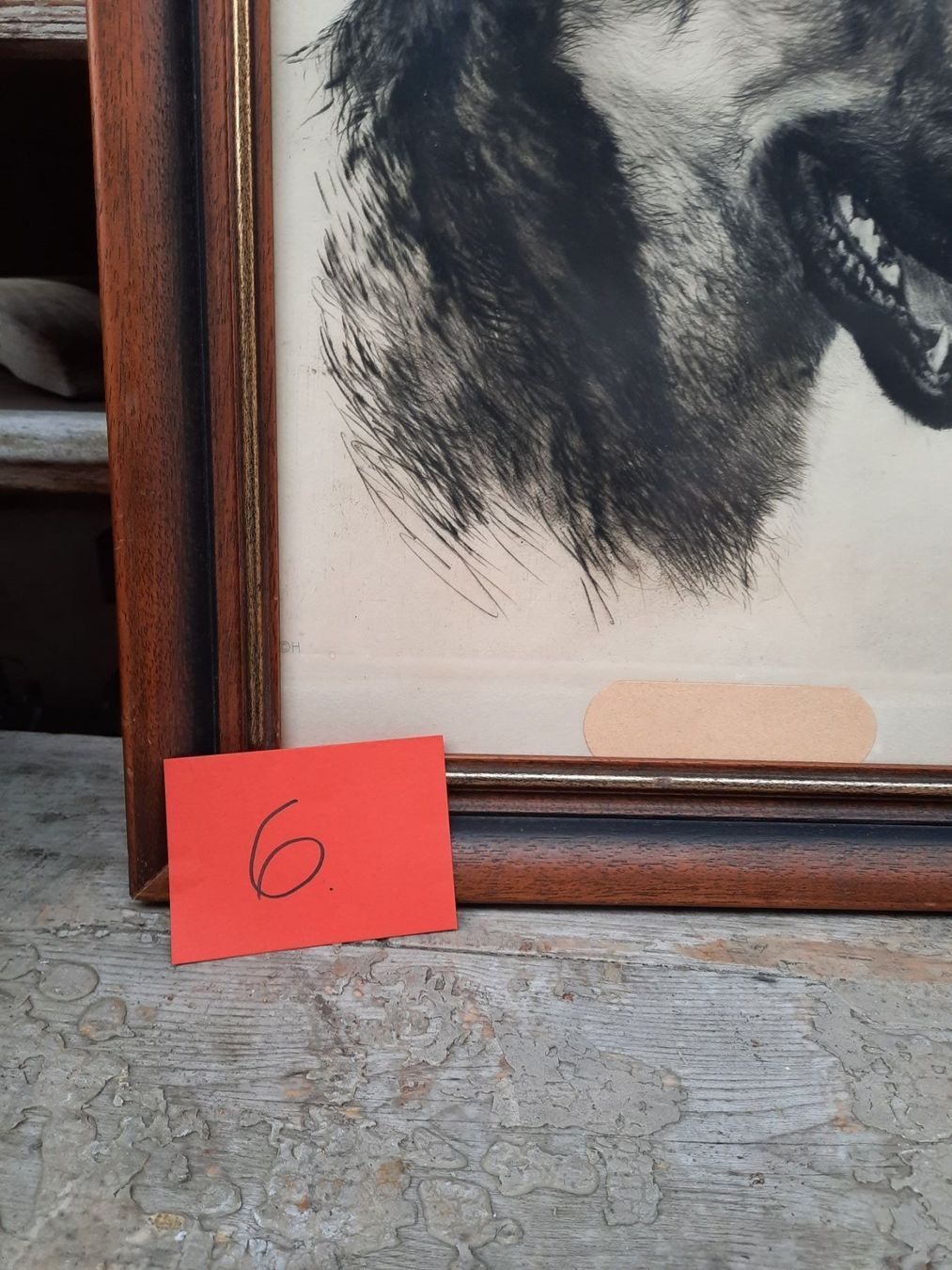 Foto & Immagini: Schäferhund Portrait mit Holzrahmen – Usato da Weinfelden venduto da JoeBaer 8