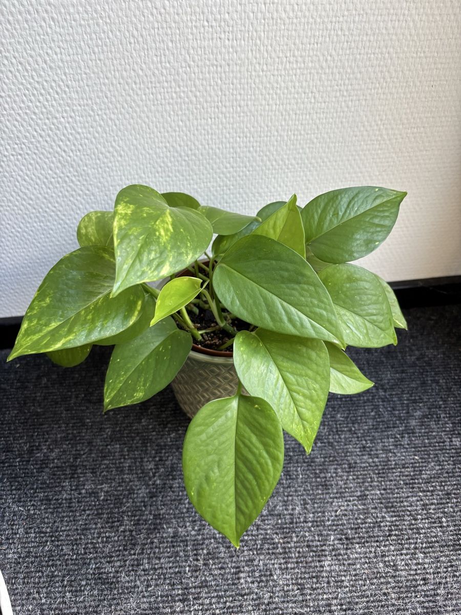 Piante & sementi: Epipremnum aureum 'Golden' / Golden Pothos – Usato da Alpnach Dorf venduto da lisa_plants