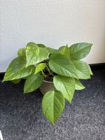 Epipremnum aureum 'Golden' / Golden Pothos