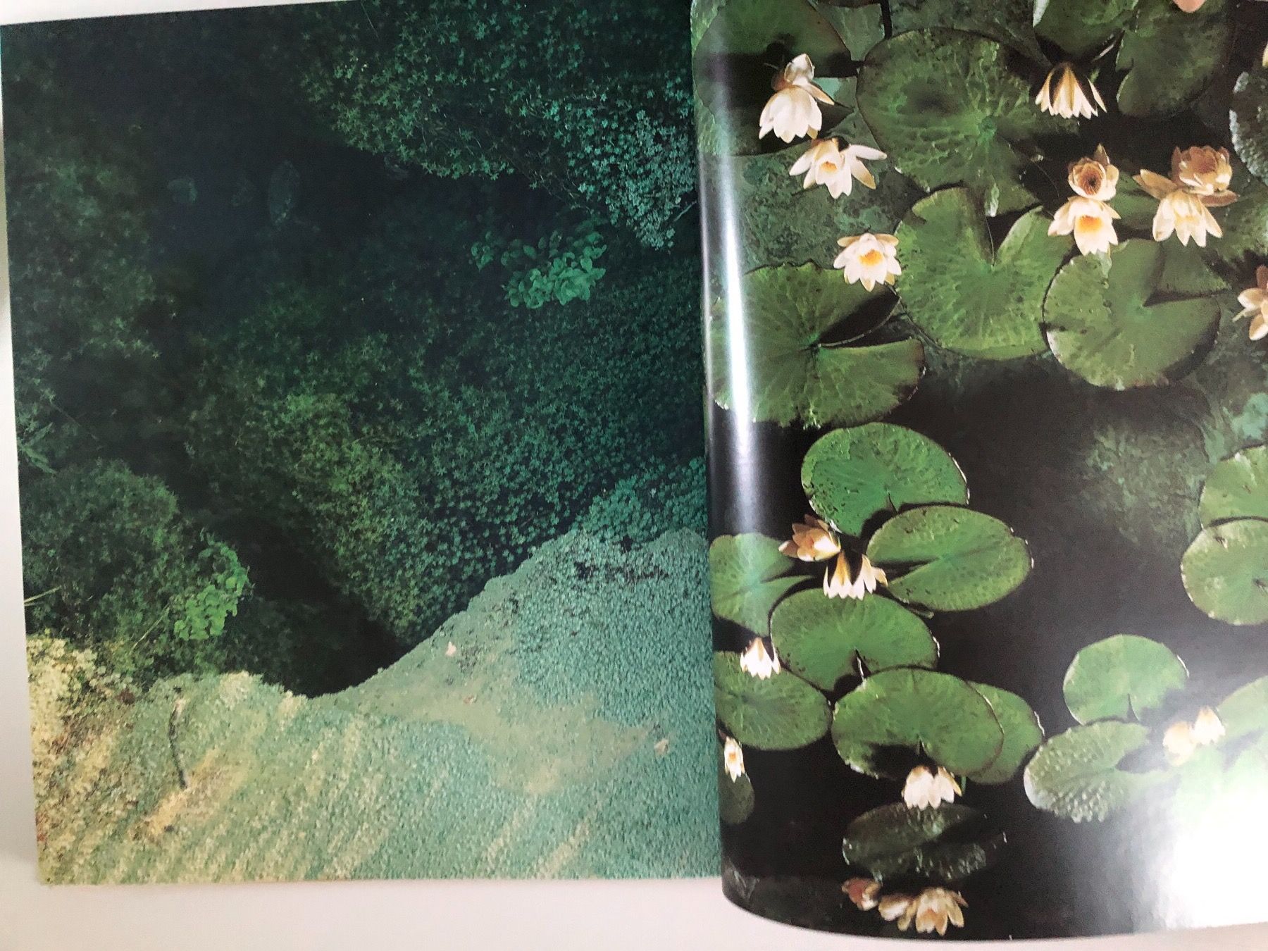 Bücher: Blumenzauber/Fabrikneu – Gebraucht aus Chur von Renibe 4