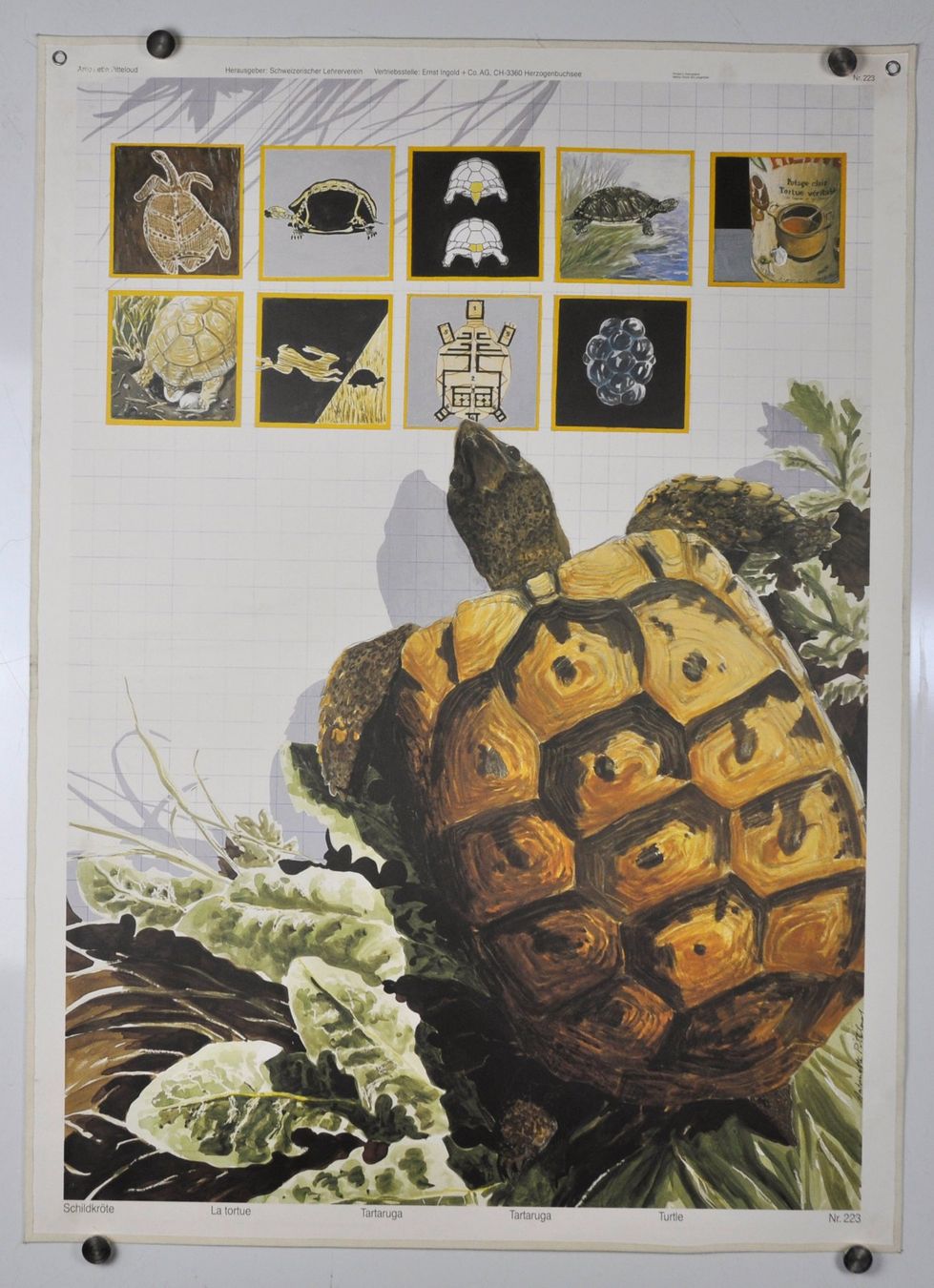 Poster & Bilder: Schulwandbild "Schildkröte" Ant. Pitteloud – Gebraucht aus Härkingen von sammelbecken