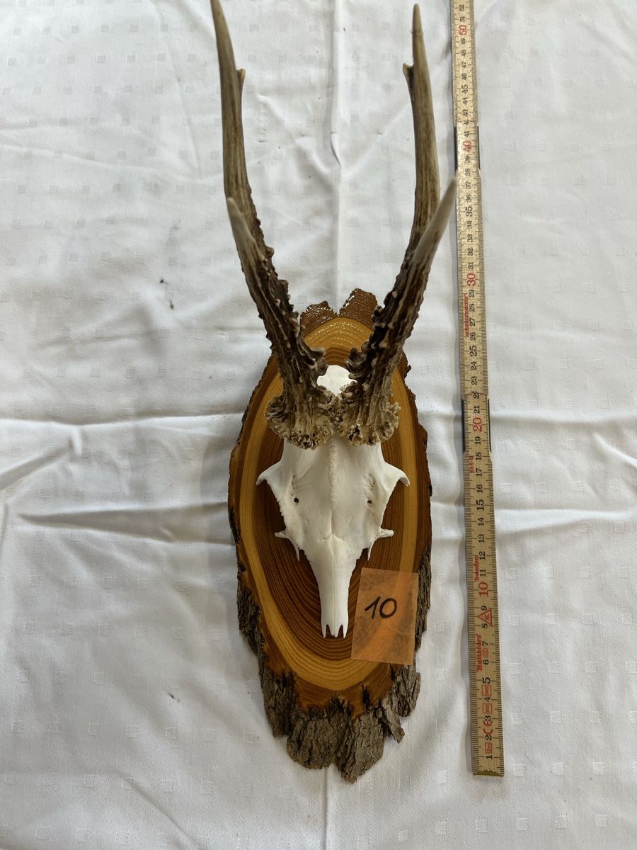 Il mondo degli animali: Gehörn eines Rehbocks (Jagdtrophäe) – Usato da Euthal venduto da ruckzuckrohrfrei