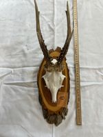 Gehörn eines Rehbocks (Jagdtrophäe)