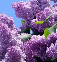 XL Gewöhnlicher Flieder "SYRINGA VULGARIS"  50 cm ↕️ Gartenp