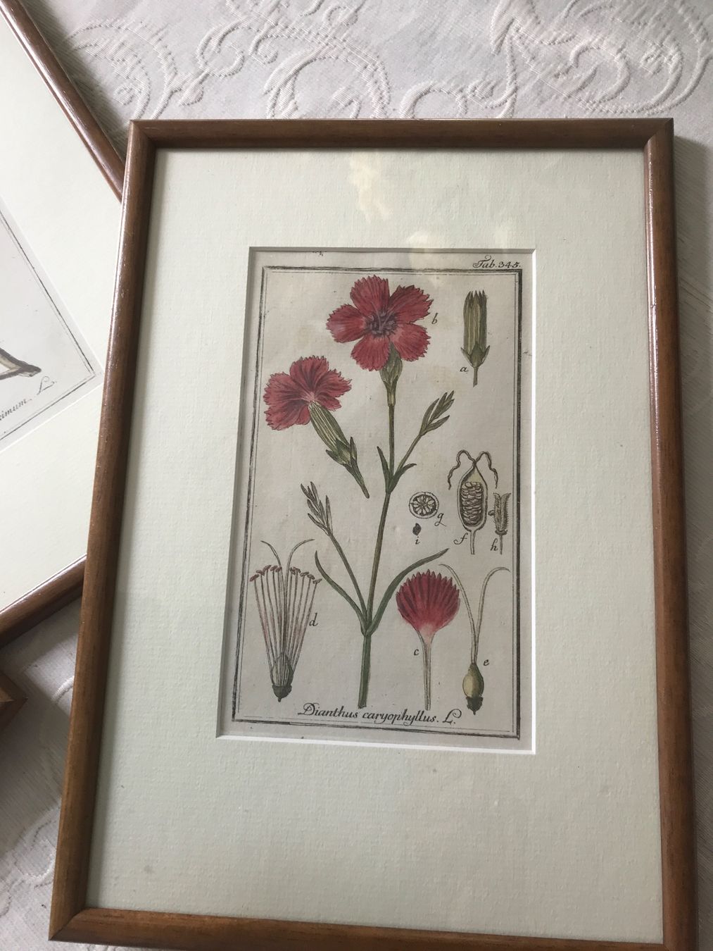 Foto & Immagini: 3er Set gerahmte botanische Drucke, – Usato da Wettingen venduto da Andres54 3