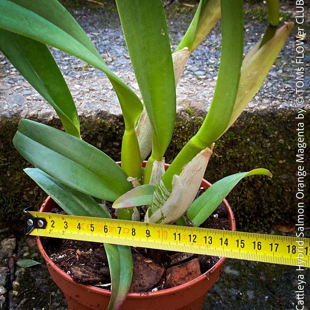 Piante & sementi: Cattleya Orchidee mit Lachsorange-Magenta Blüten – Nuovo e nell'imballaggio originale da Adliswil venduto da astom369 7