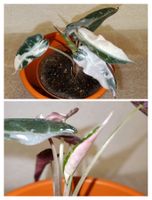 Alocasia Bambino Pink Variegata