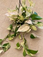 RARITÄT 🌿 Pothos / Efeutute Ableger🌿