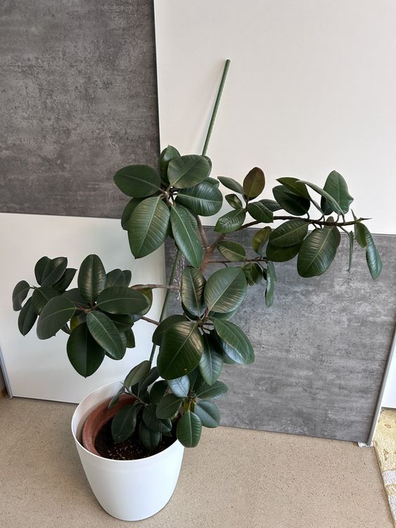 Ficus Elastica Robusta Gummibaum / Stamm mit 9 Zweigen (Neu (gemss  Beschreibung)) in Flumenthal fr CHF 100  nur Abholung auf Ricardo kaufen