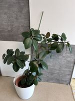 Ficus Elastica Robusta   Gummibaum  /   Stamm mit 9 Zweigen