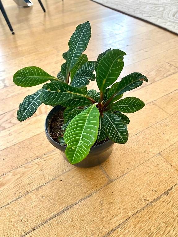Piante & sementi: Pianta Exotica – Nuovo e nell'imballaggio originale da Lugano venduto da dir_5287 1