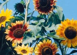 30 SAMEN Sonnenblume "Herbst Schönheit " GRAINES SEMI SEEDS