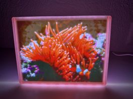 Lampe lithophane poissons clown et anémone
