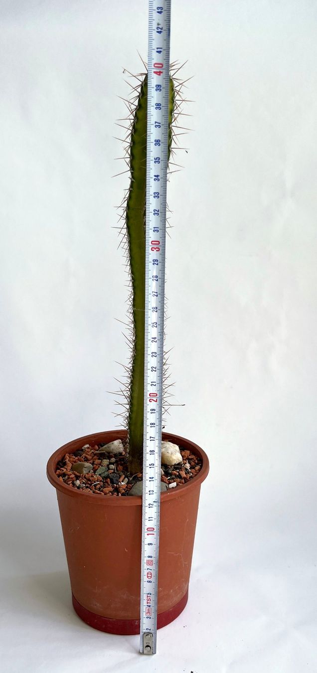 Pflanzen & Samen: Säulenkakteen Cereus***** – Neu (gemäss Beschreibung) aus Dübendorf von Orchid18 3