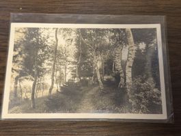 Vintage Postcard: Forest Scene near Zurich, Switzerland