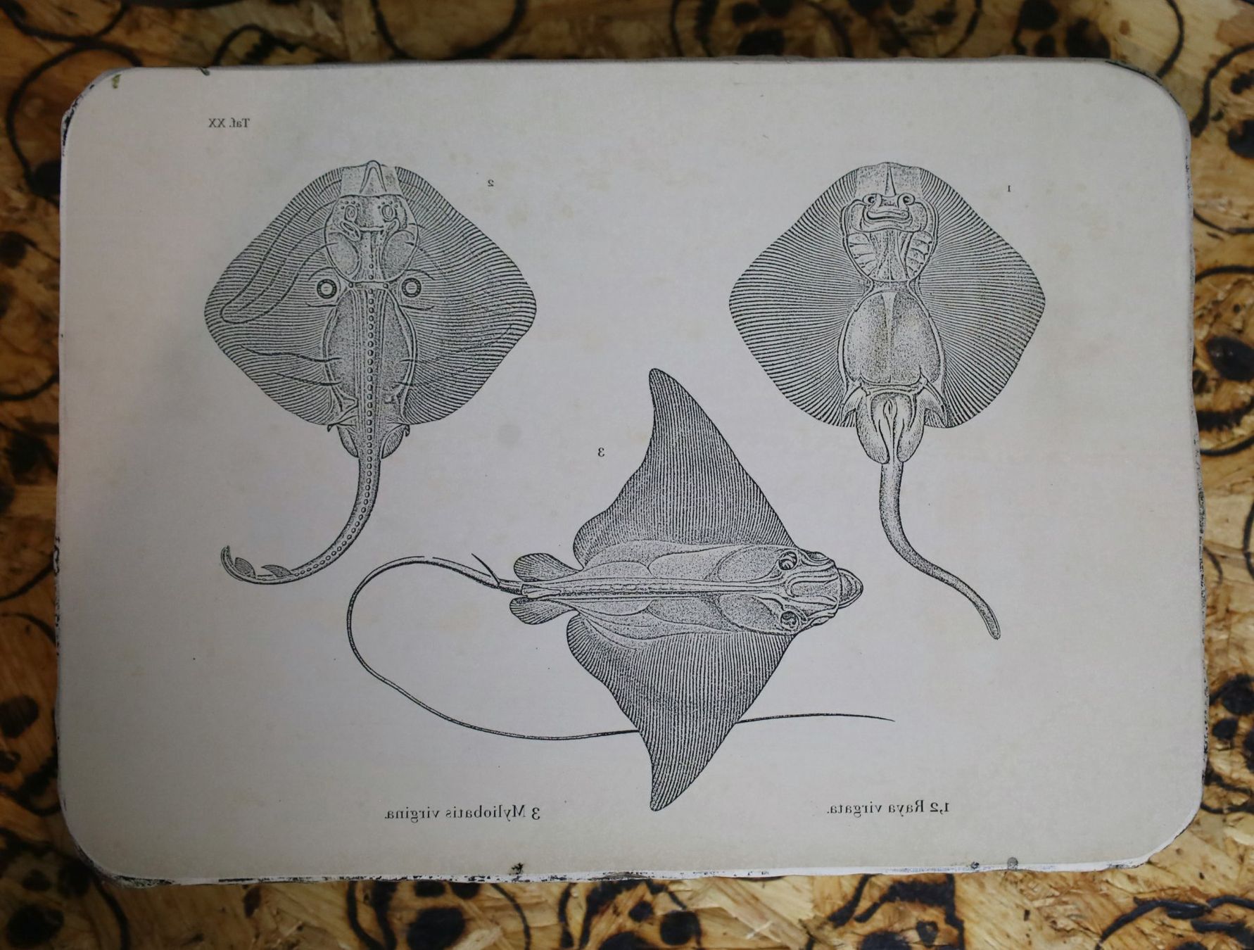Grafiken & Lithographien: Lithostein, Lithographie "Rochen" – Gebraucht aus Birrwil von brandschatz_birrwil 1