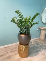 Grande Plante ZZ (Zamioculcas) + Pot Jaco Lite Glow Kungur