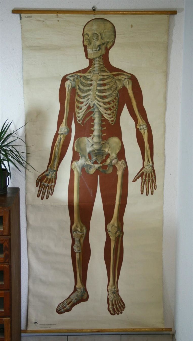Foto & Immagini: Schulwandbild "Skelett" 184  cm x 89 cm – Usato da Birrwil venduto da brandschatz_birrwil 1