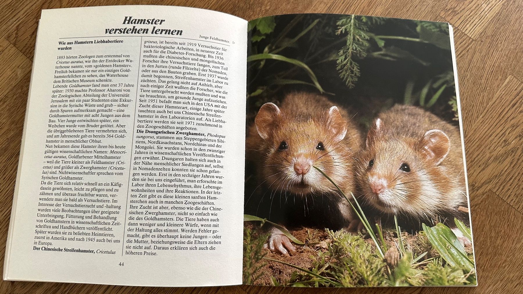 Libri: Hamster-Ratgeber von Helga Fritzsche, Top Zustand! – Usato da Krauchthal venduto da Kiddy32 3