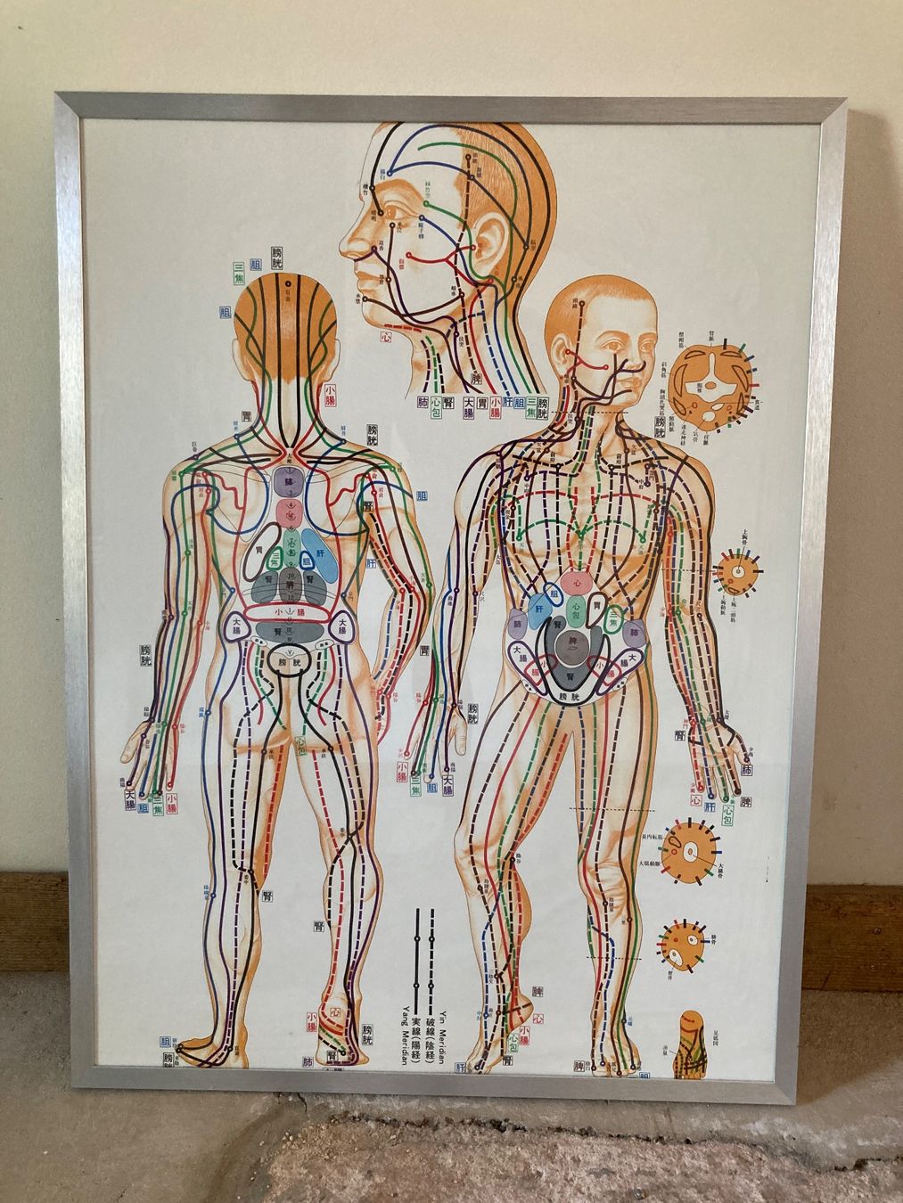 Foto & Immagini: Meridiantafel für Shiatsu oder TCM – Usato da zürich venduto da Zenshiatsu