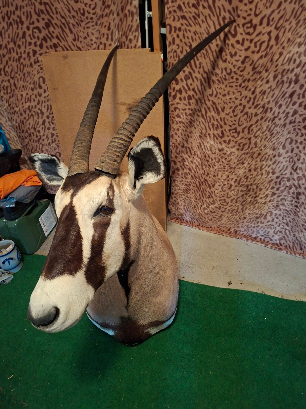 Sonstiges zum Sammeln & Seltenes: Oryx Trophäe – Gebraucht aus Wiesendangen von franz369 3