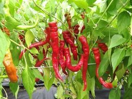 50 Samen Ziegenhorn Chili