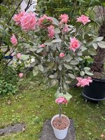 Rosenbaum Kunstbaum, rosa, 150cm