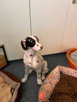 Porzellanhund für Deko, 