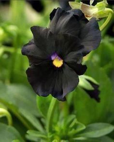 Piante & sementi: Pensée noir FLEUR RARE  50g – Nuovo (secondo la descrizione) da Bremblens venduto da FIBONACCI369 2