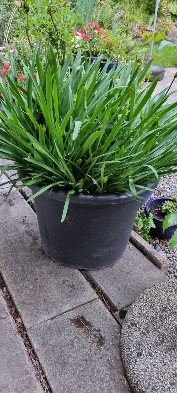 Piante & sementi: Apapanthus weiss – Usato da egliswil venduto da Maggy6 1
