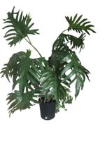 Philodendron Kunstpflanze 100cm gross