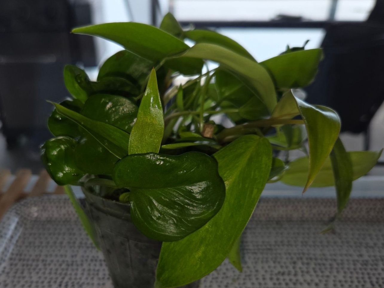 Piante & sementi: ** Mix Philodendron et Epipremnum ** – Usato da Broc venduto da omegadlocks 3