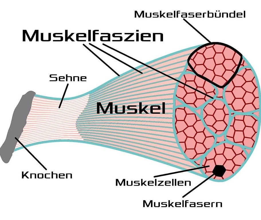 Dispositivi per massaggi: Fascial Release Gun FP007 Massage – Usato da Chur venduto da fitundheil 3