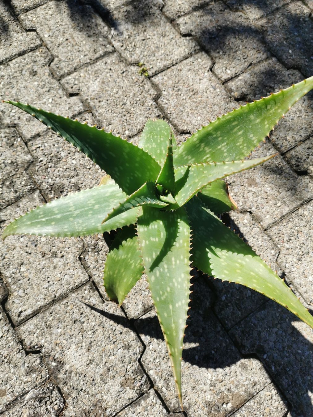 Pflanzen & Samen: Mehrjährige kräftige Aloe – Gebraucht aus Steinhausen von Alida22 2