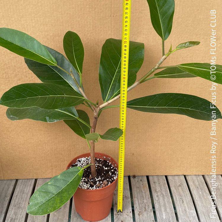 Ficus Benghalensis Roy - Banyan Ficus | Kaufen auf Ricardo