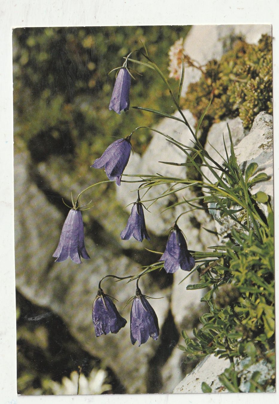 Cartoline postali: 10 Schöne Blumenkarten – Usato da Lumbrein venduto da made02 7