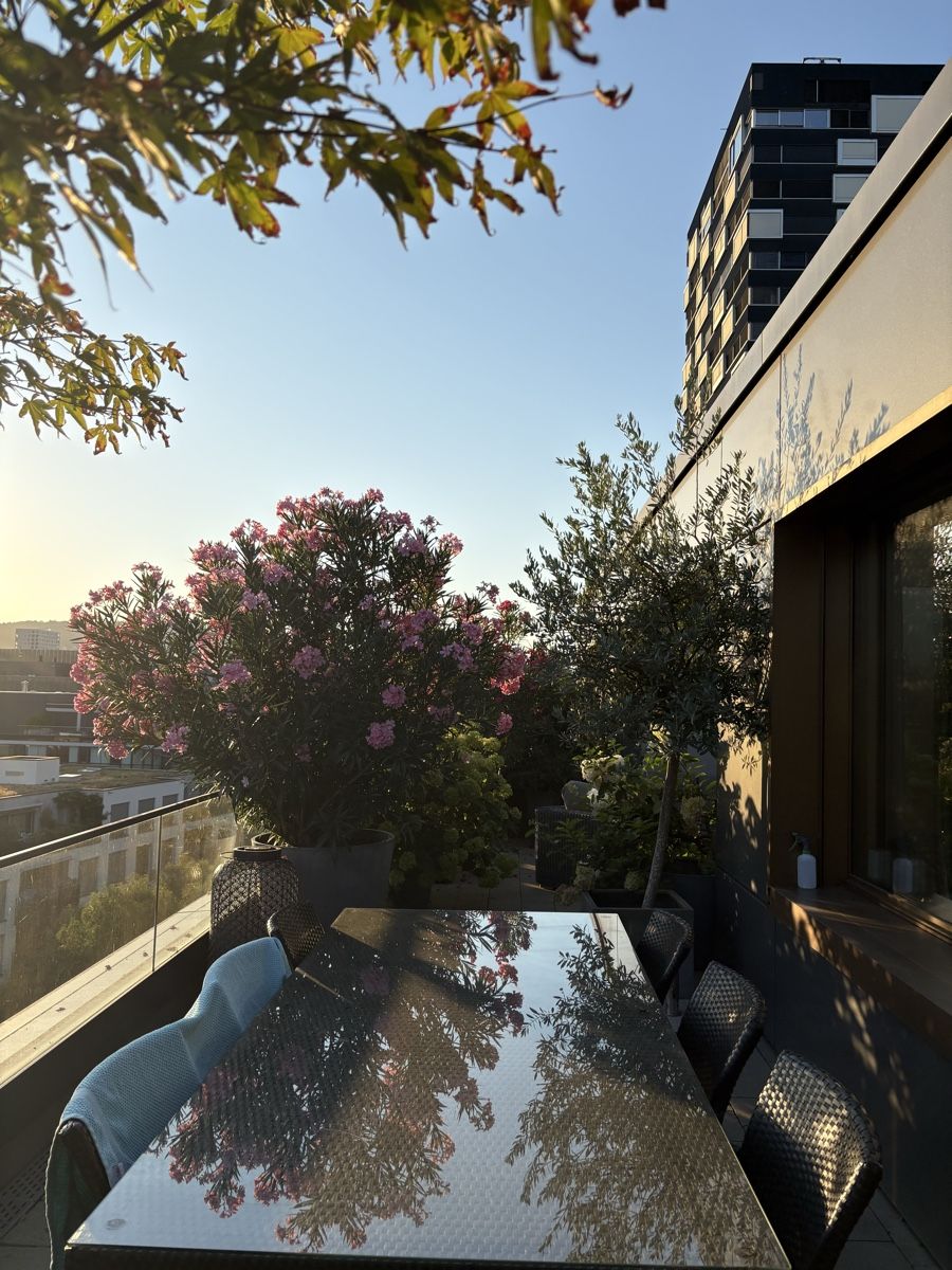 Piante & sementi: Oleander mit rosa Blüten inkl. Topf  – Usato da Zürich venduto da seb_8rsb 3